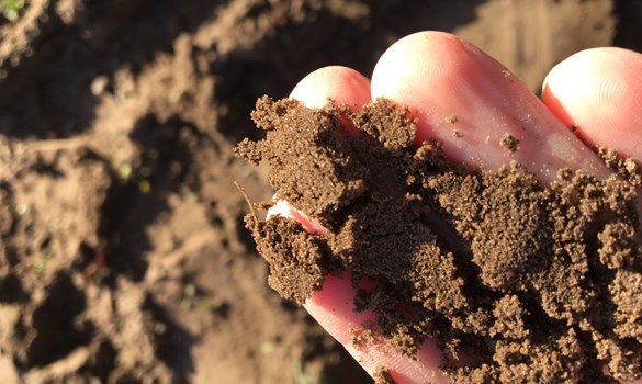 Person holding sandy soil in their hand. 